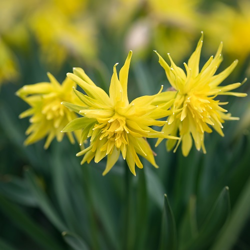 Mini Daffodil Bulbs - Rip Van Winkle